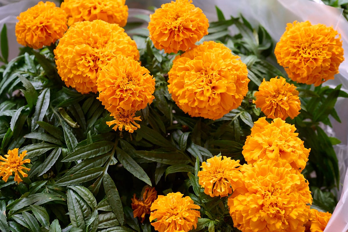 A bouquet of fresh marigolds.